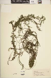Galium ruwenzoriense image