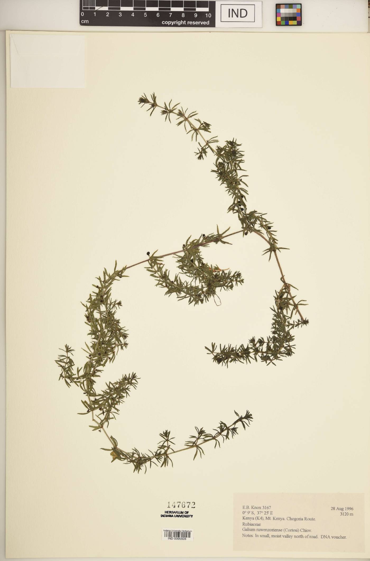 Galium ruwenzoriense image