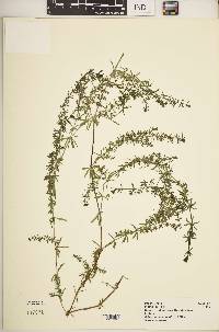 Galium ruwenzoriense image