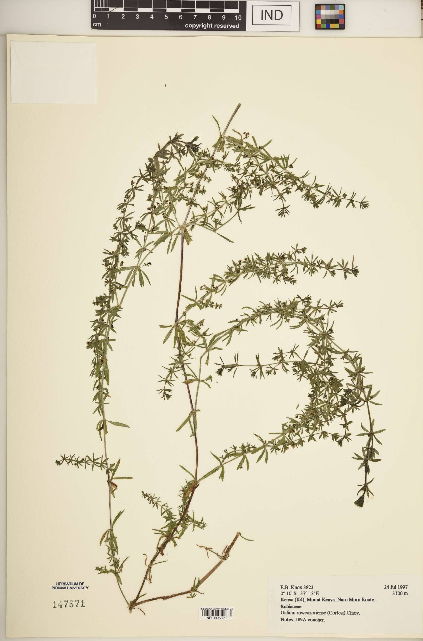 Galium ruwenzoriense image