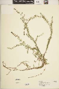 Galium ruwenzoriense image
