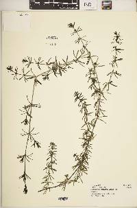 Galium ruwenzoriense image