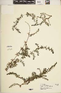 Galium ruwenzoriense image