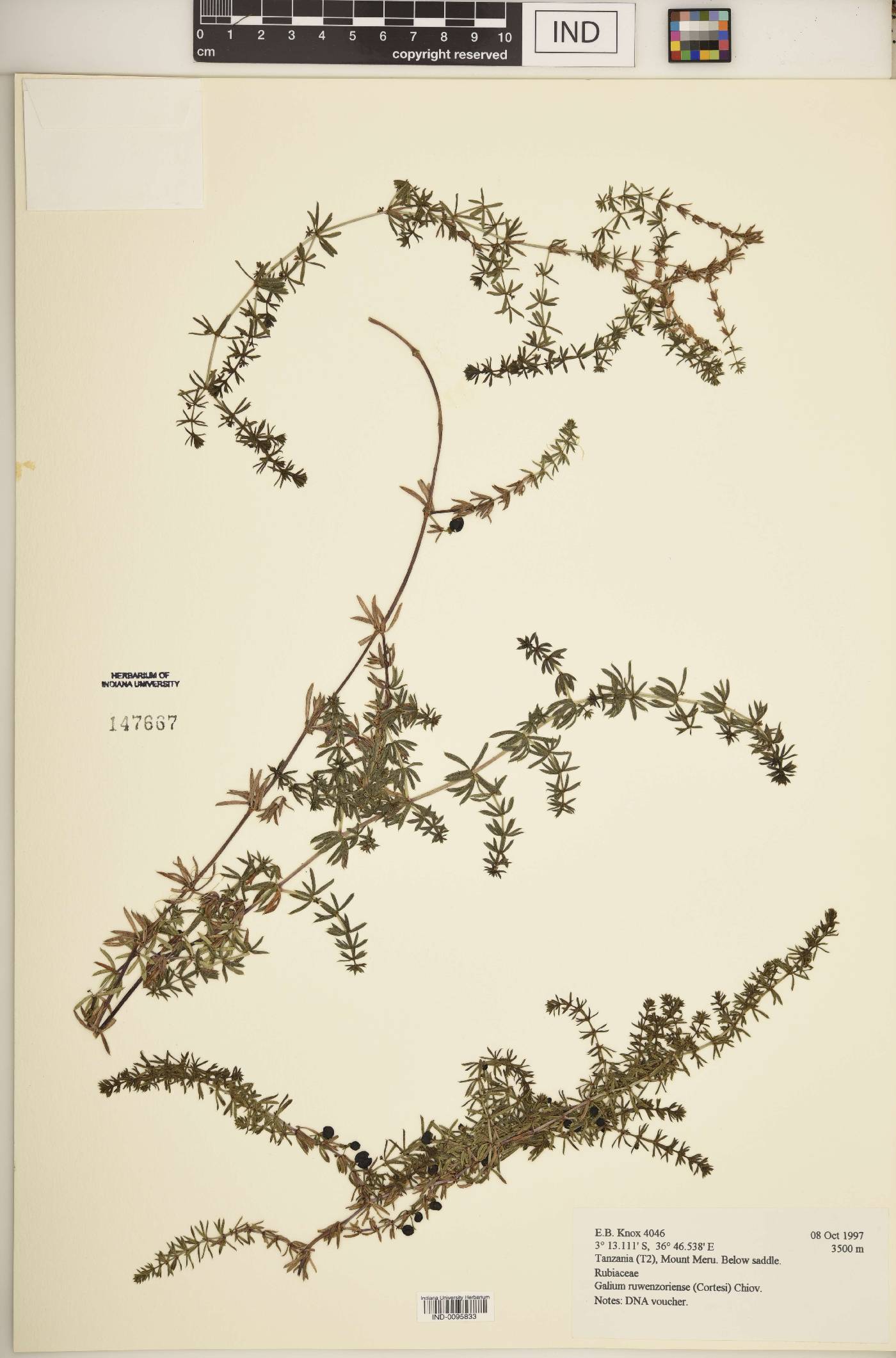 Galium ruwenzoriense image