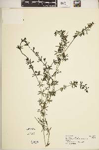 Galium ruwenzoriense image