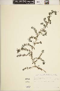 Galium ruwenzoriense image