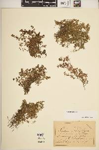 Galium saxatile image
