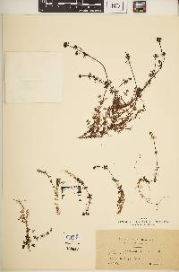 Galium saxatile image