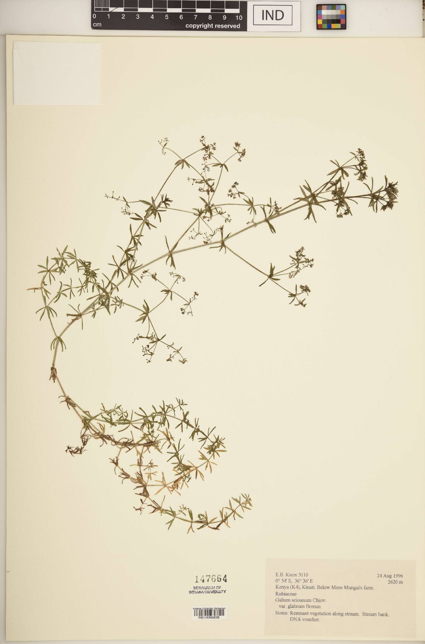 Galium scioanum var. glabrum image