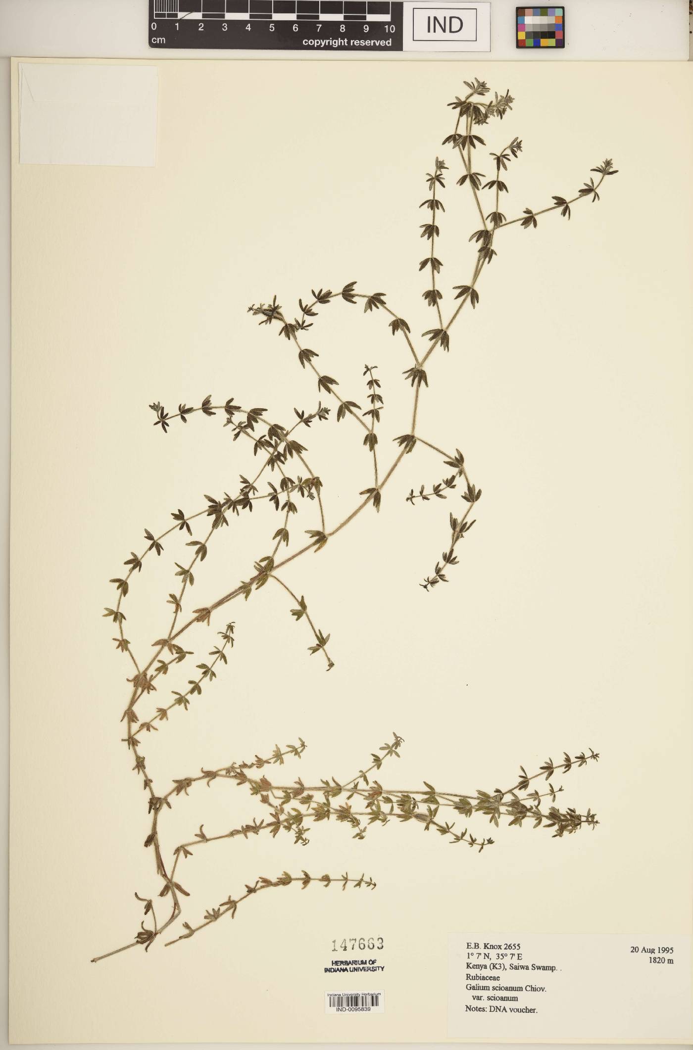 Galium scioanum image