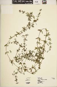 Galium scioanum image