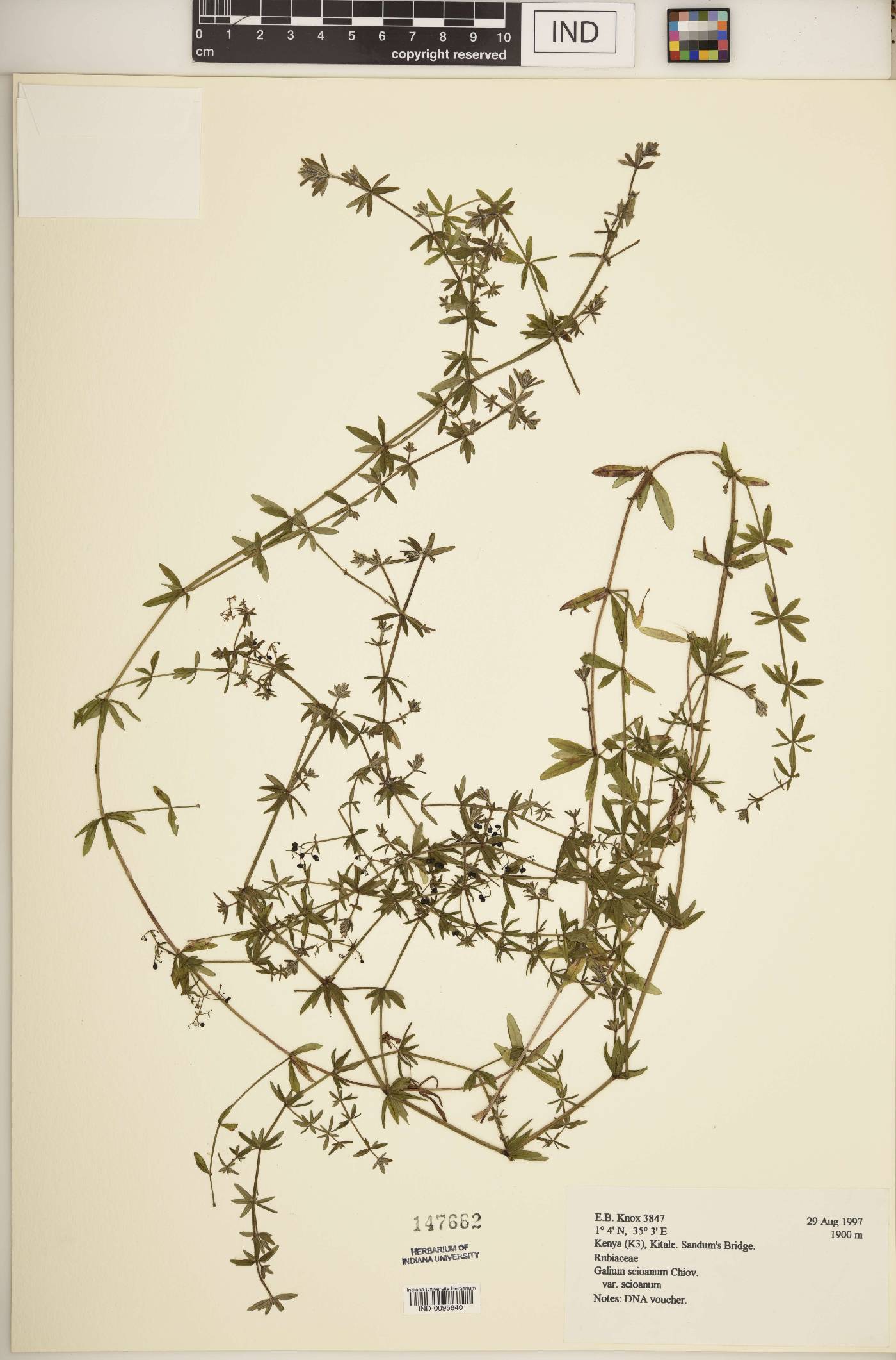 Galium scioanum var. scioanum image