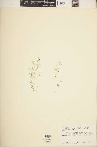Galium setaceum image