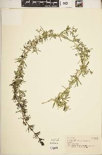 Galium simense image