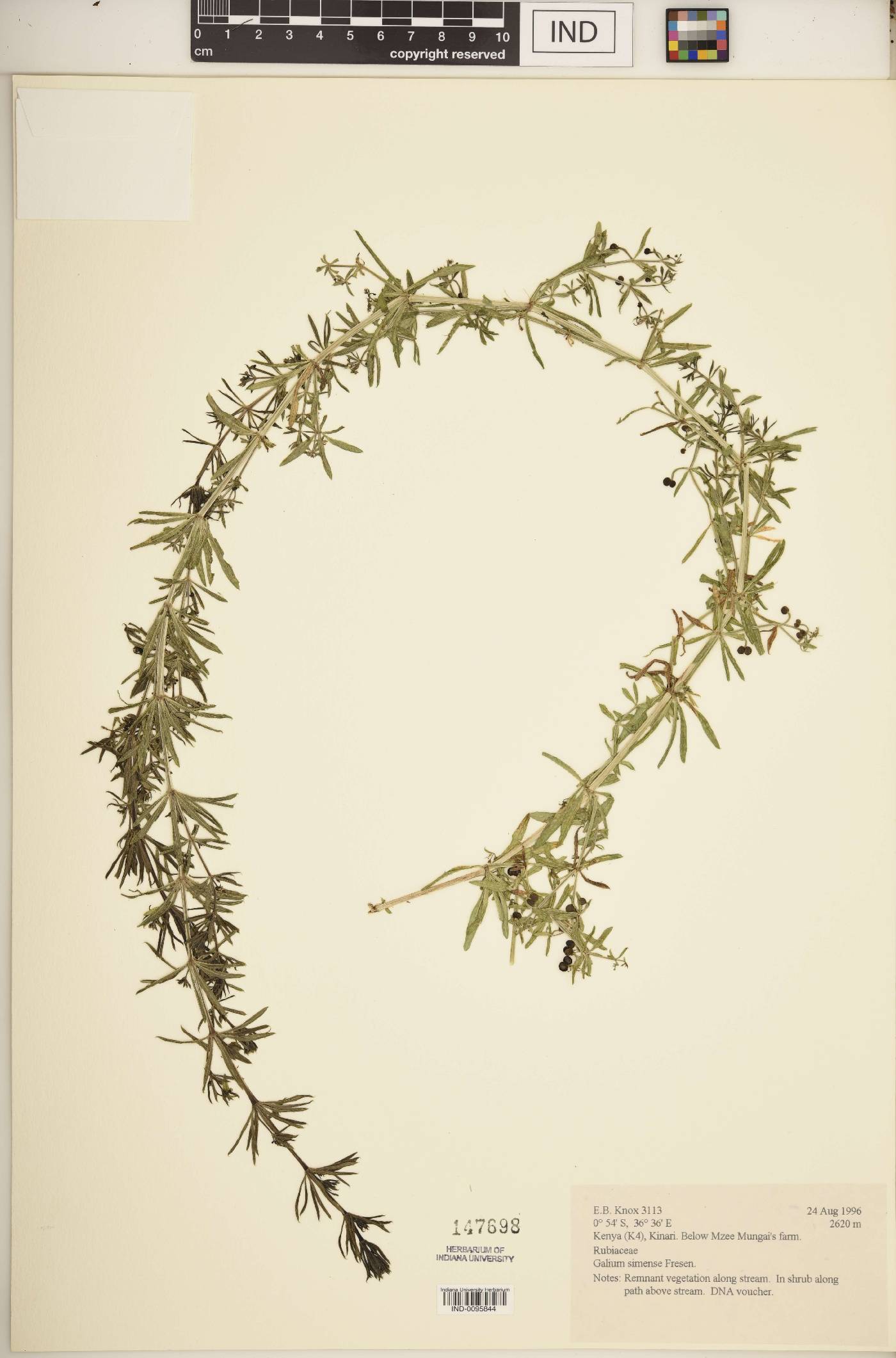 Galium simense image