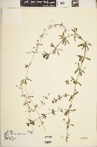 Galium spurium subsp. africanum image