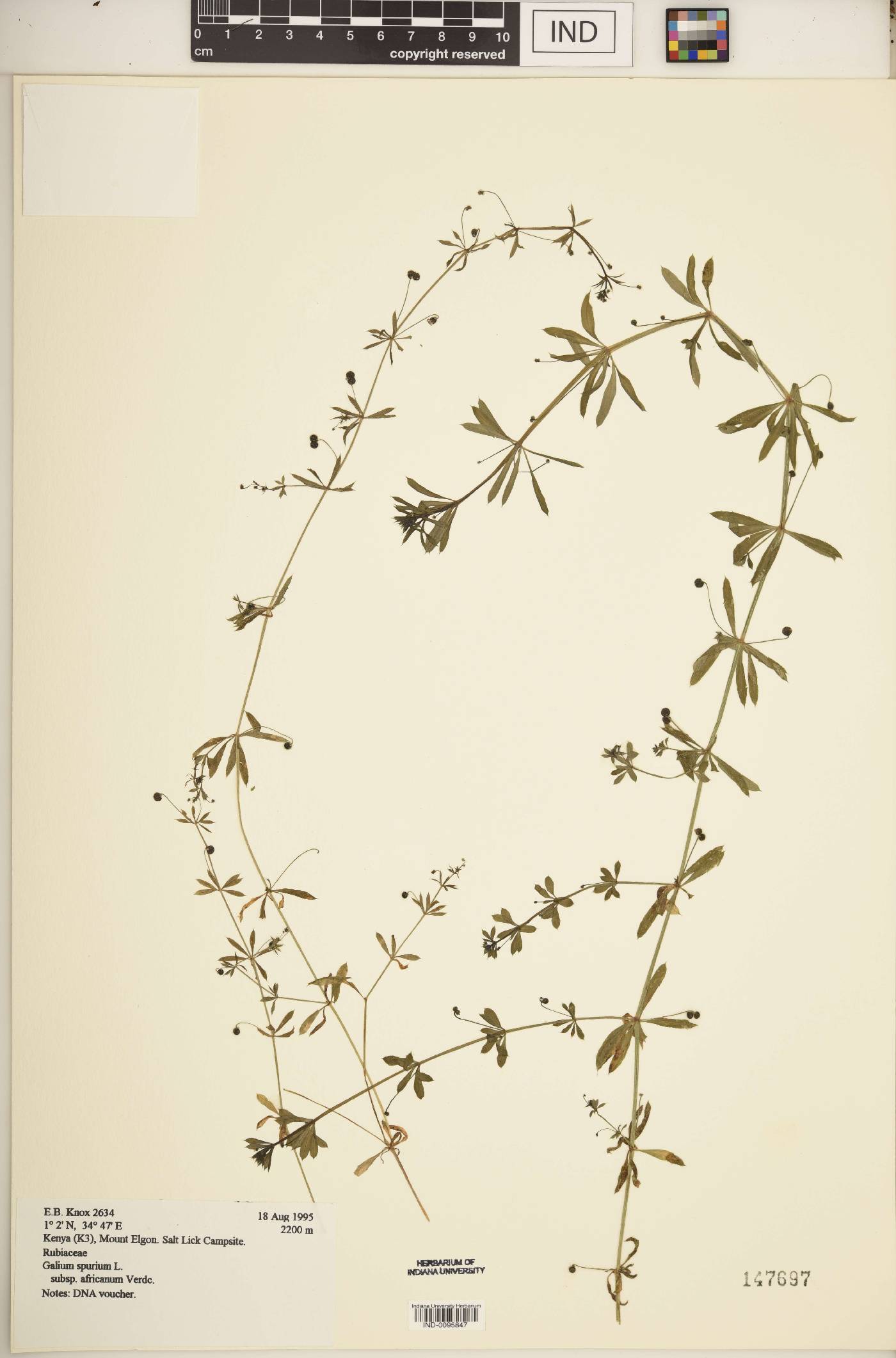 Galium spurium subsp. africanum image
