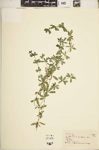 Galium spurium subsp. africanum image