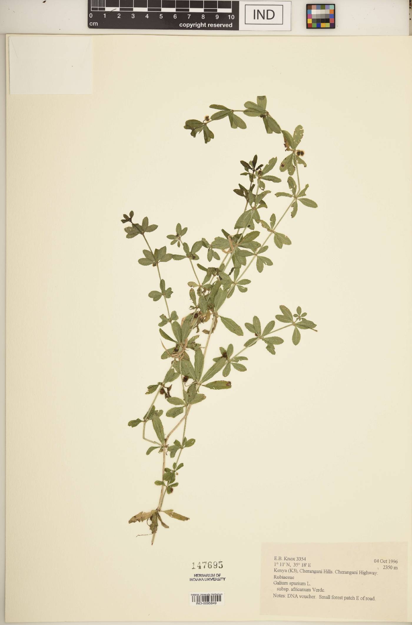 Galium spurium subsp. africanum image