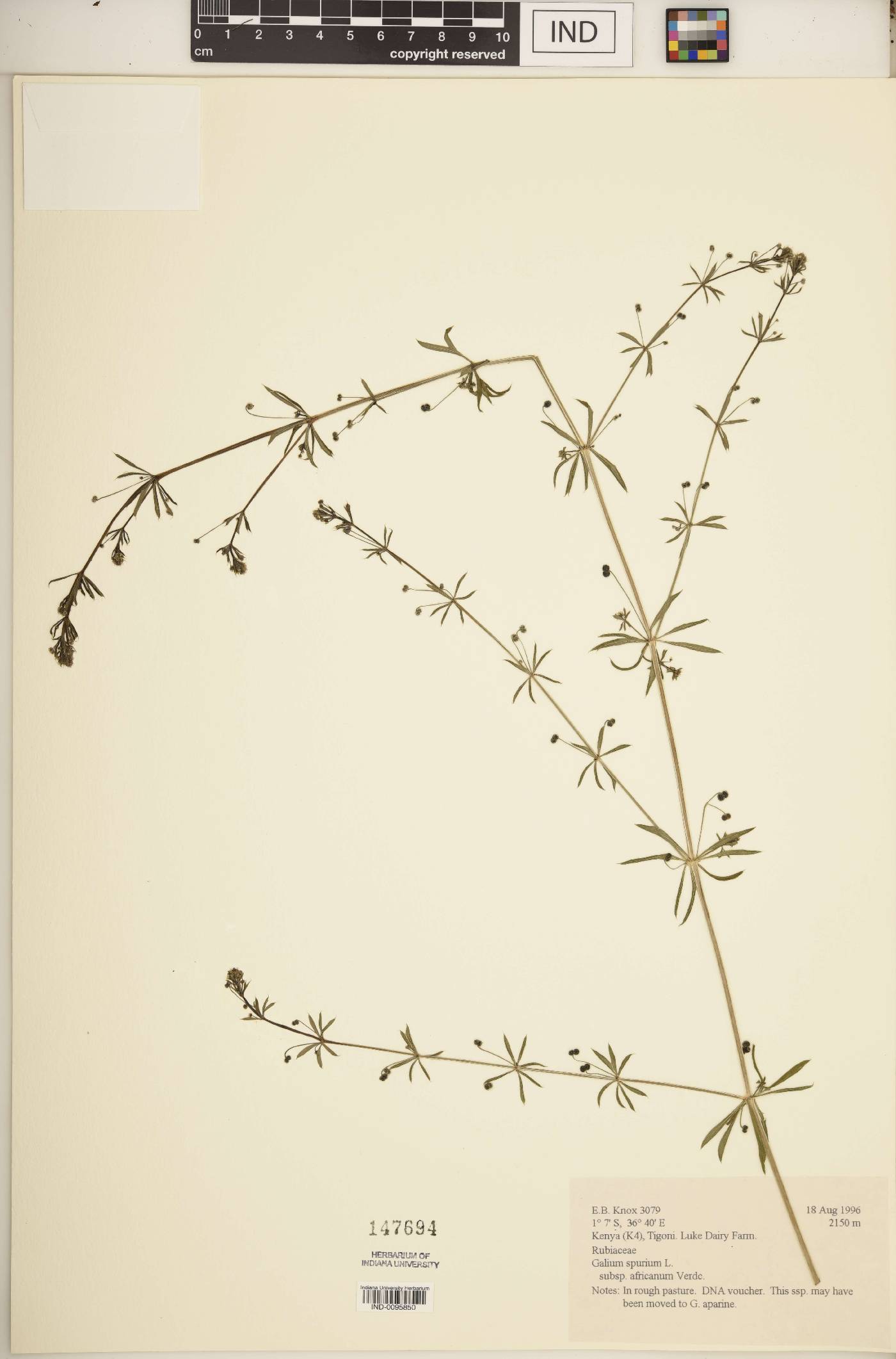Galium spurium subsp. africanum image