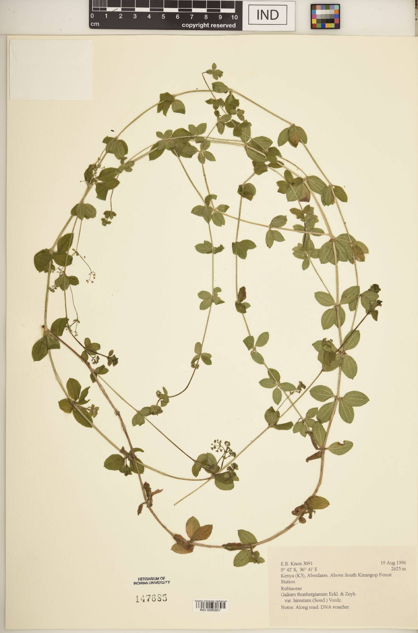 Galium thunbergianum var. hirsutum image