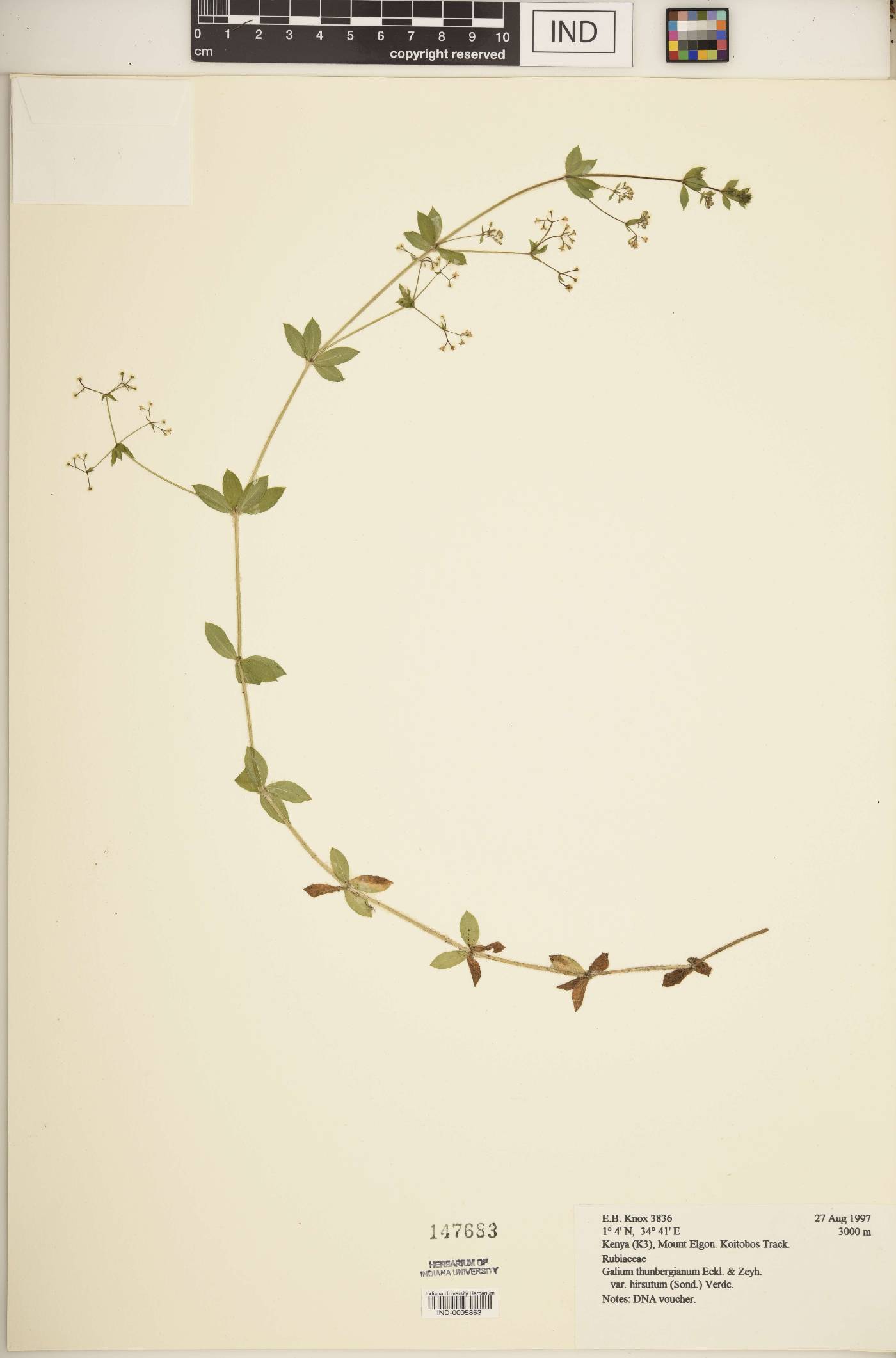 Galium thunbergianum image