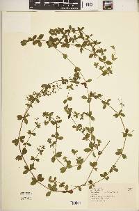 Galium thunbergianum var. hirsutum image