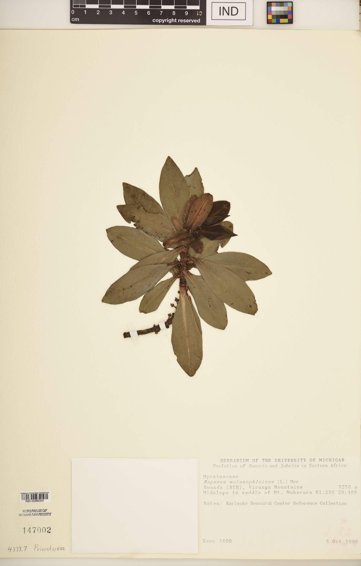 Rapanea melanophloeos image