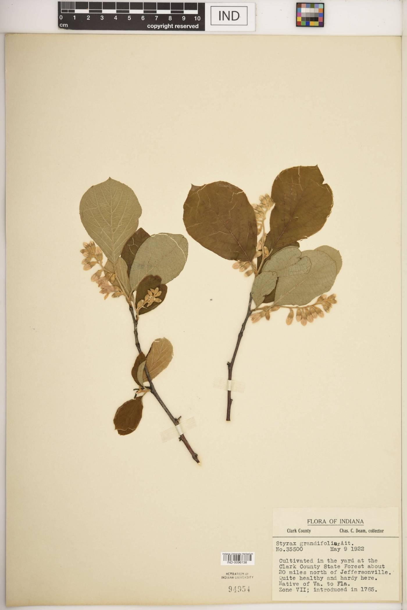 Styrax grandifolius image