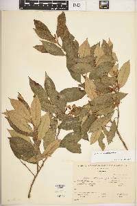 Styrax warscewiczii image