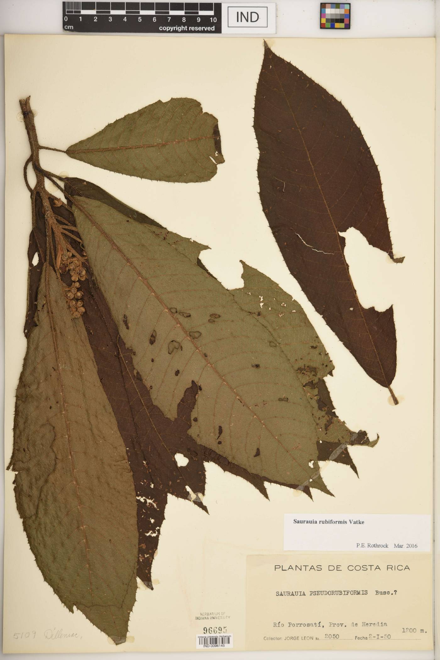 Saurauia rubiformis image