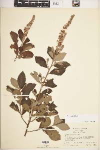 Clethra alnifolia image