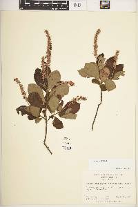 Clethra alnifolia image