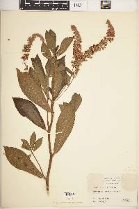 Clethra alnifolia image