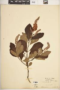 Clethra alnifolia image