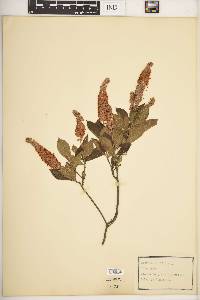 Clethra alnifolia image