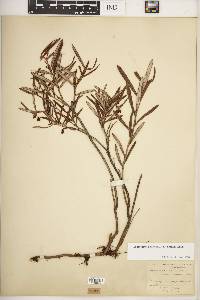 Andromeda polifolia image