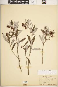Andromeda polifolia image