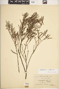 Andromeda polifolia image