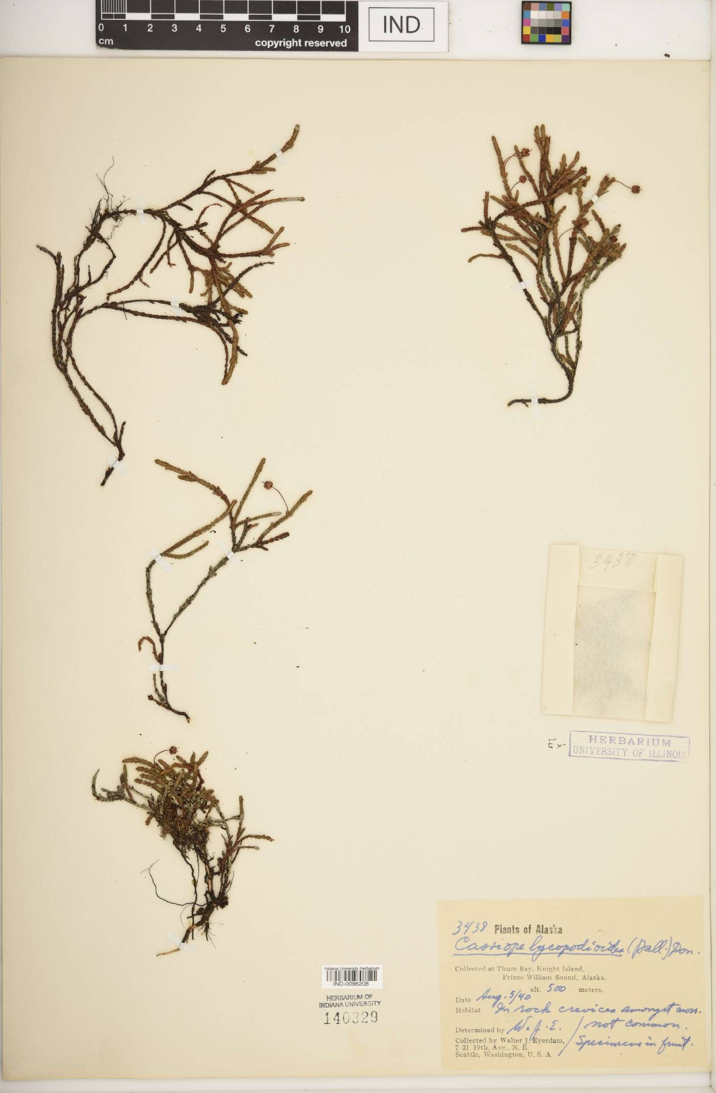 Cassiope lycopodioides image