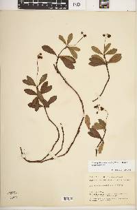 Chimaphila umbellata image