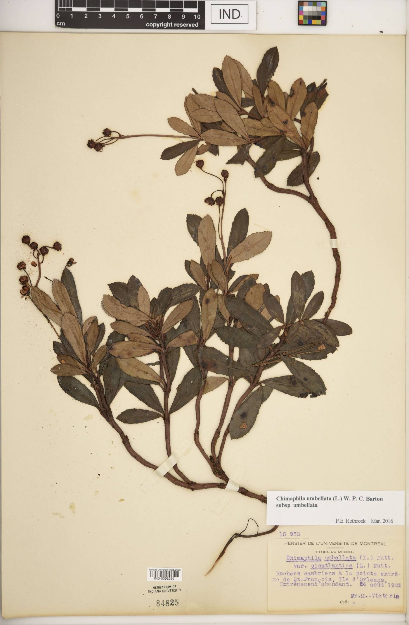 Chimaphila umbellata subsp. umbellata image