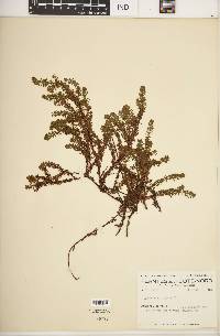 Empetrum nigrum image