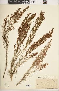 Erica arborea image