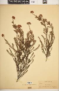 Erica tetralix image