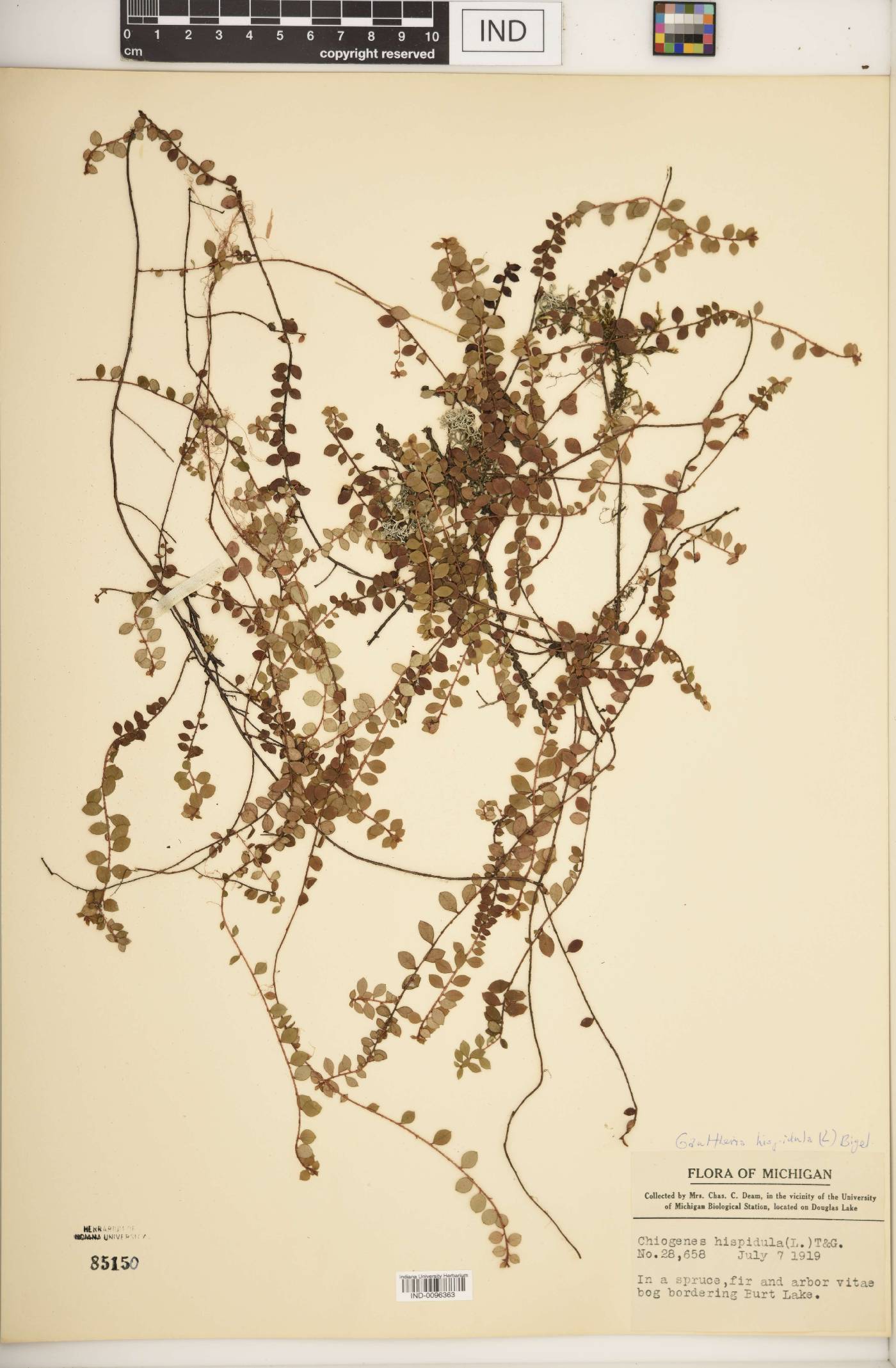 Gaultheria hispidula image