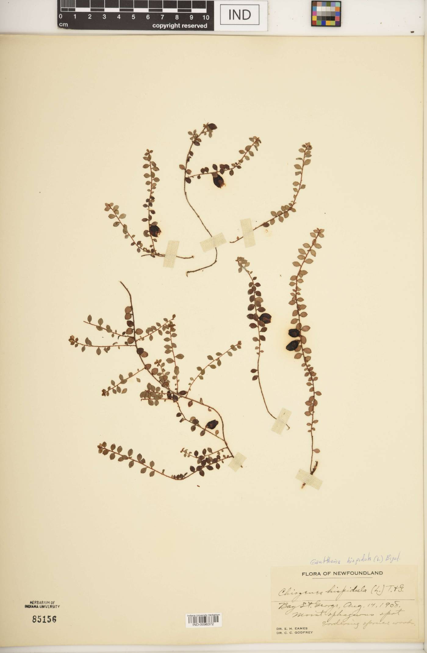 Gaultheria hispidula image