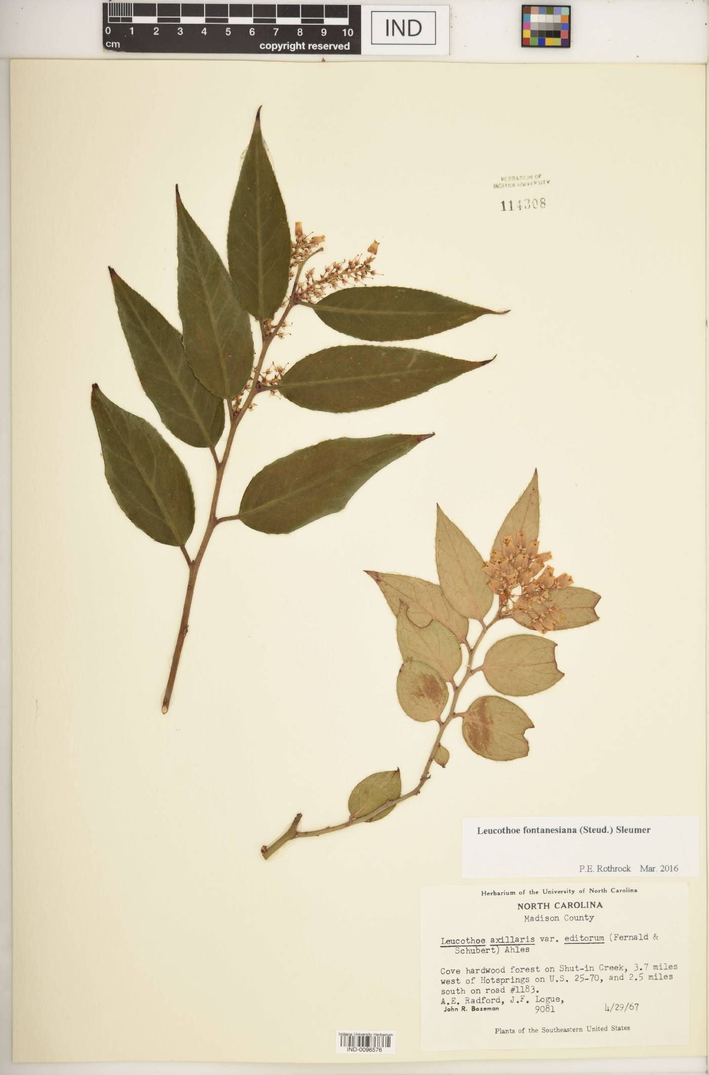 Leucothoe fontanesiana image