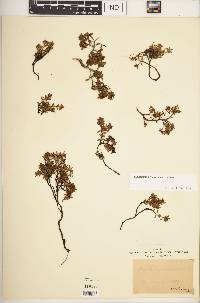 Loiseleuria procumbens image