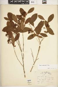 Lyonia mariana image